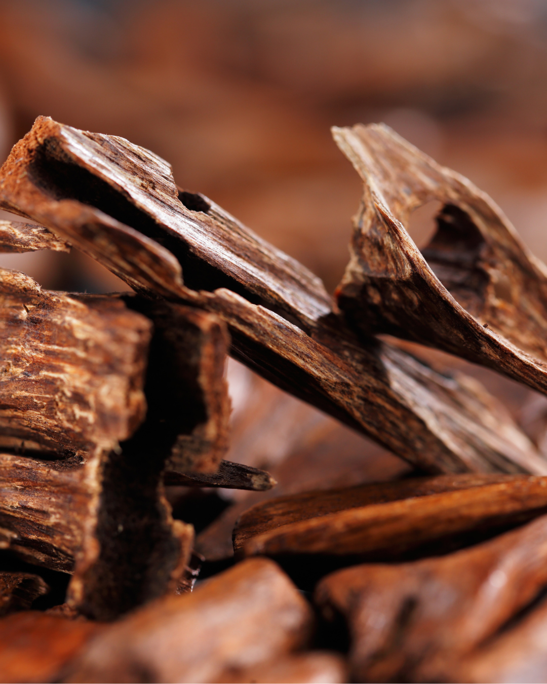 El oud: La joya de la perfumería